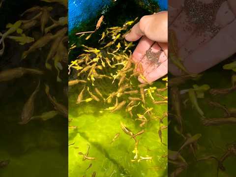 Cá bảy màu ra ngoài sau cơn mưa #shorts #short