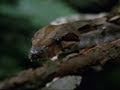 Canopy Mouse Survival Strategies