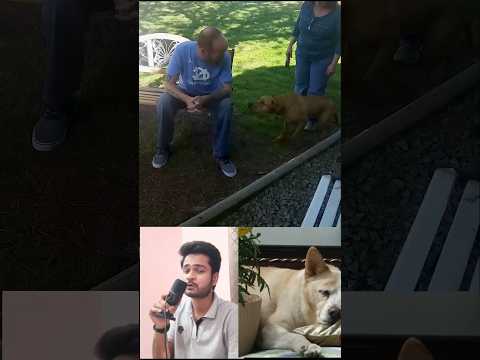 His Dog Was Not Able To Recognize Him But Something Unexpected Happened 💕 #shorts #love #corgi #cat