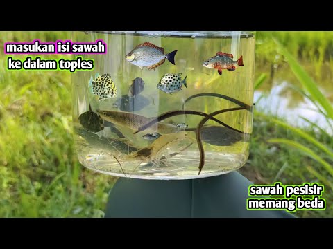 Sawah di pesisir memang mengandung ikan unik