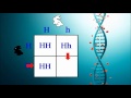 Genetics and Punnett Squares Quiz