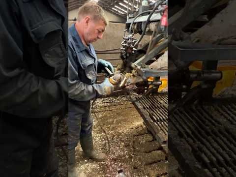 Hoof Health 101: Cows in the Limelight