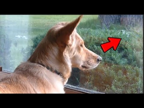 This Dog He Stared Out the Window for Months—The Truth Will Break Your Heart 💔