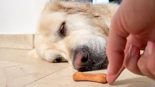 How to Wake a Golden Retriever With Snacks