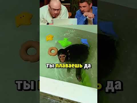 Обезьяна в квартире