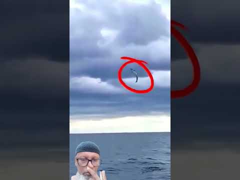 flying fish! IN THE SEA II Holy sight #shortsviral #fish #seafood