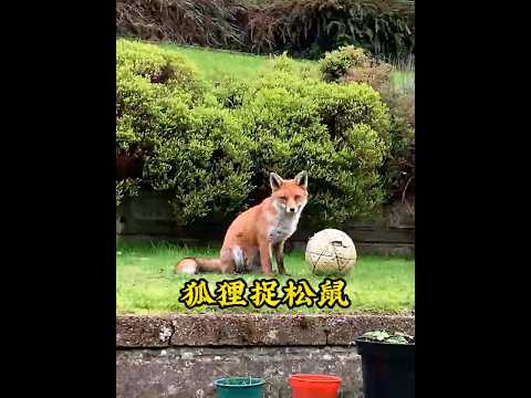 狐狸放弃到嘴的松鼠，女孩送给它食物，狐狸把最爱的玩具送给女孩 #神奇的动物 #万物皆有灵性 #狐狸 #animals