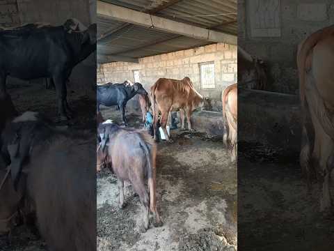 Buy Ghee with Video Proof - Order #39 Ghee Making Video