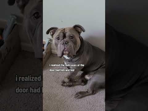 he thought he was getting left behind 🥺 #dog #puppy #dogs #shorts
