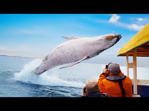 Craziest Animal Encounters of All Time