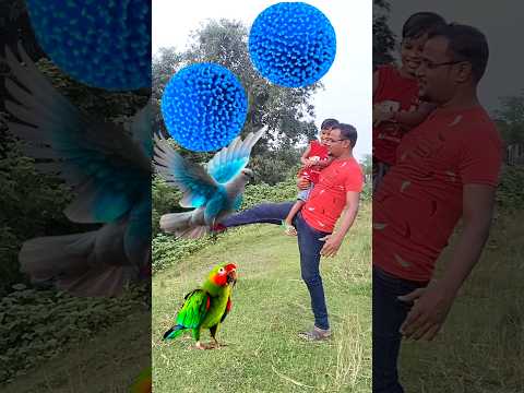 Rounding sky kadambas to Duck, Peacock, Pigeon & Parrot - Birds names magic video
