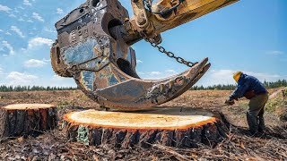 Dangerous Fastest Powerful Stump Removal Excavator in Action, Extreme Stump Removal Grinding Machine