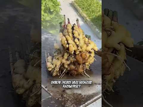 작은 생강이 어떻게 거대한 생강으로