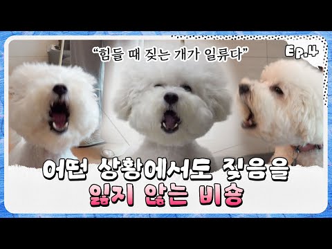 [개바개 Ep.4] 우리집 강아지는 도대체 왜 짖는걸까요? My Dog Just Keeps On Barking