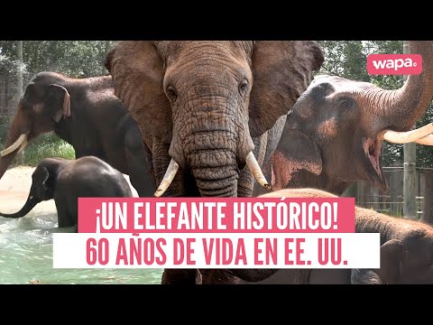 ¡Conoce a Thai! El elefante más longevo de EE. UU. cumple 60 años | #LR