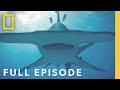 Shark Research Expedition Insights