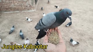 Junglee kabootar ko paltu kaise banaye part 5 || Wild Pigeon ko hath par kaise lagaye
