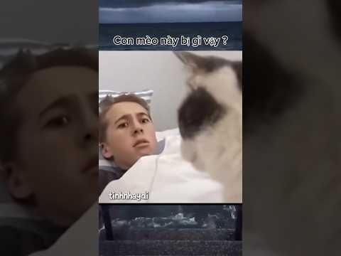 Đi giấu đồ lẹ 😂 #memes #shorts #viral #funny #xh