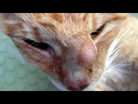 Removing An Enormous Cuterebra From Poor Cat's Nose (Part 39)