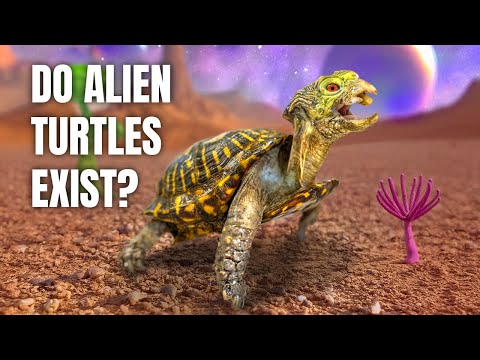 Alien-Like Turtle Surrendered to Garden State Tortoise: Owner Paid Someone to Take Him!