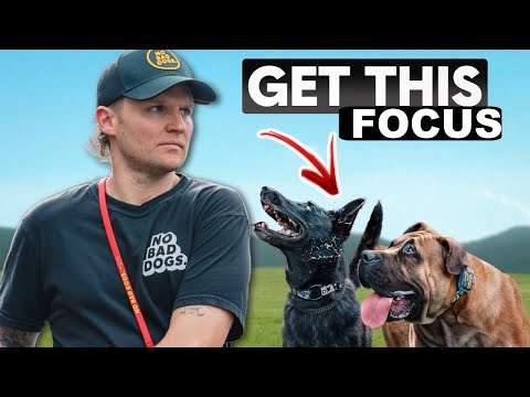How to Get Laser Focus from Your Dog Anywhere