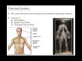 Musculoskeletal and Nervous System Concepts