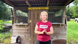 Vitamin Deficiency In Chickens. How To See It And How To Fix It.