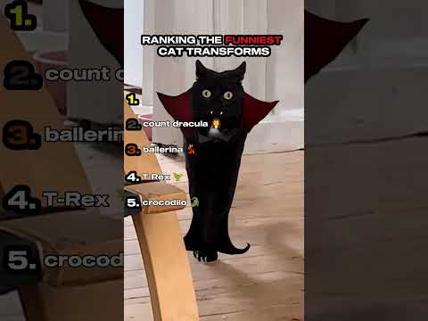 Ranking the Funniest Cat Transforms