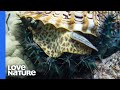 Crown of Thorns Starfish Facts