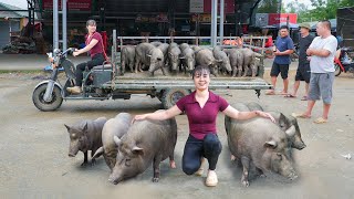 Selling Herd Of 600KG Pigs Each After 4 Month Of Raising - Use Truck Transport Pig Go To Sell