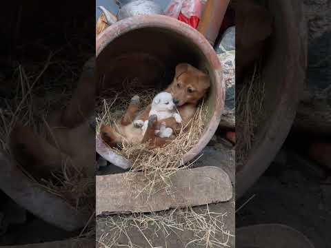 This dog has something on his mind Cute pet debut plan Dog Golden Sun Original