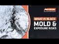 Understanding Black Mold: Causes and Effects