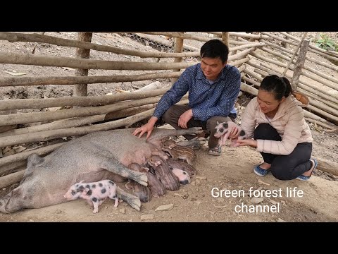 7 herds of wild boar born in the mountains ( Full video compilation ). Robert | Green forest life