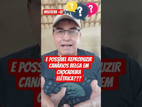 É possível reproduzir canários belga e chocadeira elétrica #noticias #aves #passaros #tutorial #anim
