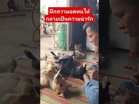 ฝึกความอดทนให้กลายเป็นความน่ารักสุนัขแสนรู้ทองดำทองแดง