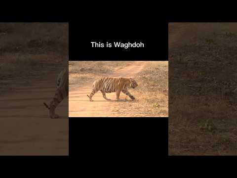 The Real Tiger King 👑🐯 #tiger #tigerking #king #nature