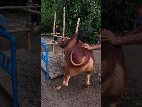 ২৬৬ কেজি ৪৮০ কেজি দরে বিক্রি করা হবে
