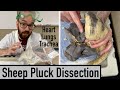 Sheep Anatomy and Dissection Procedures