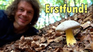 Silberröhrling, Steinpilze & Pflanze mit Bratkartoffel-Geschmack gefunden