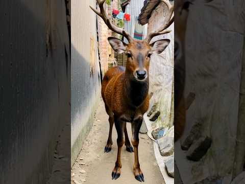 Masum Kaka sent a Deer 😱 to my house for brother 🥰😊 #shorts​ #ytshorts