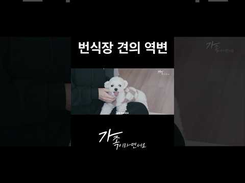 번식장이 아닌 가족이 생기면 생기는 일 #가족이라면서요
