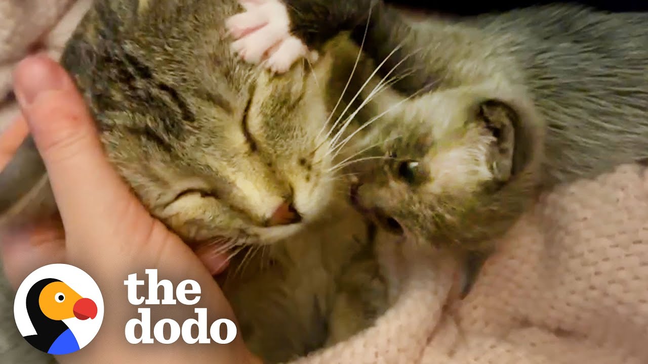 Kitten Left Without a Home is Adopted by One Special Momma Little But Fierce