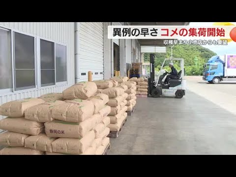 コメ不足解消につながる？”異例”の早さでコシヒカリ集荷開始　小売店から要望も　静岡