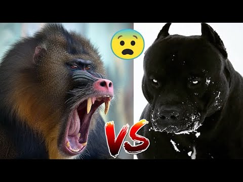 PERROS vs MONOS ,  PERROS ATACADOS POR MONOS , DOGS vs MONKEYS, DOGS ATTACKED BY MONKEYS