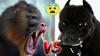 PERROS vs MONOS ,  PERROS ATACADOS POR MONOS , DOGS vs MONKEYS, DOGS ATTACKED BY MONKEYS