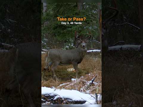 Take or Pass?  #saskatchewan #ExploreSask #huntsask #whitetailhunting #bigbuck