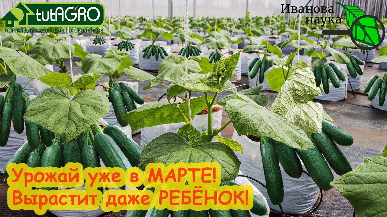 Урожай огурцов уже в марте! Без огорода и теплицы - под 30 кг огурцов с нескольких растений.
