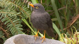 Great Thrush Sound