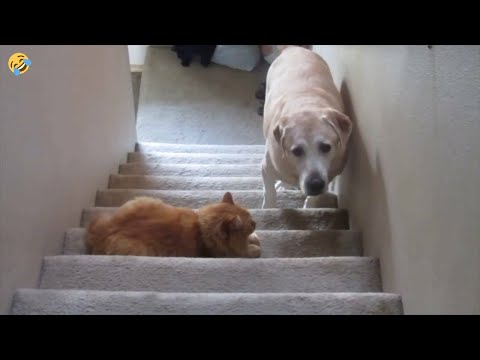 FUNNY CATS and DOGS 🐱🐶 & Birds 🐦 The Brashest Turtle 🐢 New Funniest Animals Videos 2024