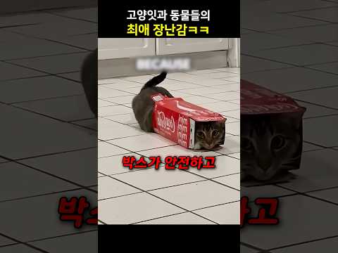 고양잇과 동물들의 최애 장난감ㅋㅋ